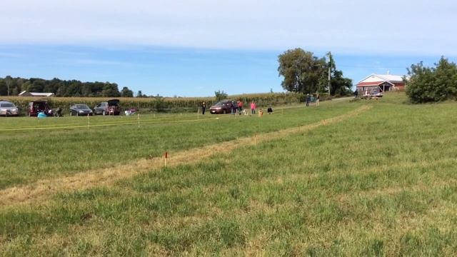 Pixel CKC Sprinter leg #5 Borzoi Club of Ontario 09/092018 смотреть онлайн