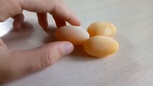 Черепаха снесла яйца! Что делать? Яйца без самца!