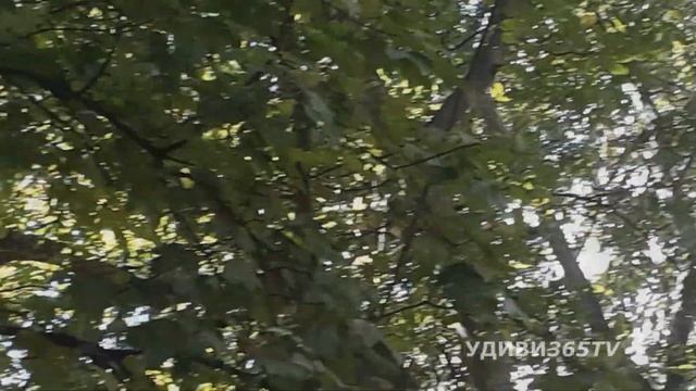 Ворона может дразниться. Ворона-пересмешница. смотреть онлайн