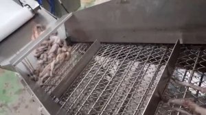 Как японцы ловят осьминогов