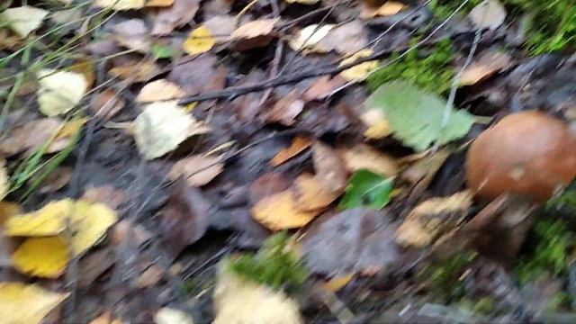 грибы, лес смотреть онлайн