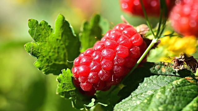 How to grow raspberries from seeds to harvest смотреть онлайн