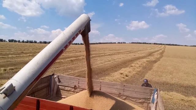 Зерноуборочный комбайн CLAAS разгружает зерно в прицеп 2птс4 /Moldova смотреть онлайн