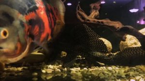 НАШ ОПЫТ СОДЕРЖАНИЕ АСТРОНОТУСА