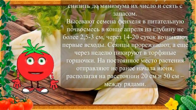 ФЕНХЕЛЬ - ТРОПИЧЕСКИЙ УКРОП В РОССИИ! смотреть онлайн