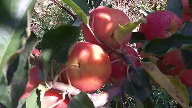 гала яблоки смотреть онлайн