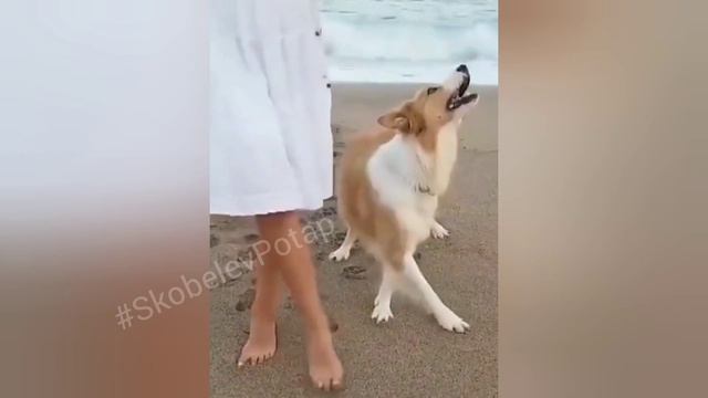 смешные животные до слëз/ смешные коты 2023/ смешные видео с котами смотреть онлайн