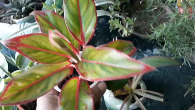 Red Aglaonema/Haw to care & grow Aglaonema/lipstick aglaonema смотреть онлайн