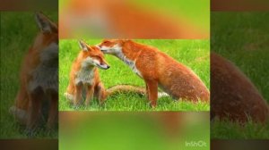 Музыкальное упражнение "Марш и бег".