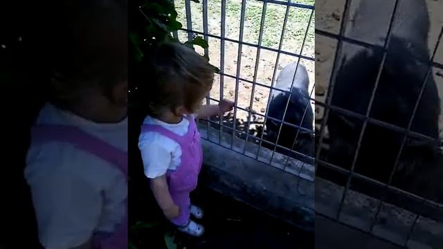 ДВОЙНЯШКИ: Как кормить ослика? смотреть онлайн