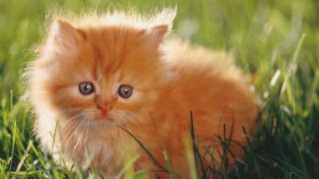 Пушистый маленький котенок Видео Для Детей Рыжий Котенок смотреть онлайн