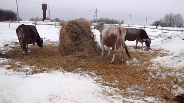 Сколько раз летом доить корову ? смотреть онлайн