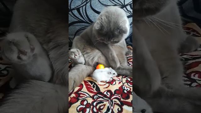 🤣 Что делать коту с наглым хомячком 😂 смотреть онлайн