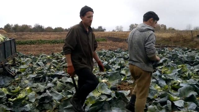 Сбор поздней капусты АдапторF1 смотреть онлайн