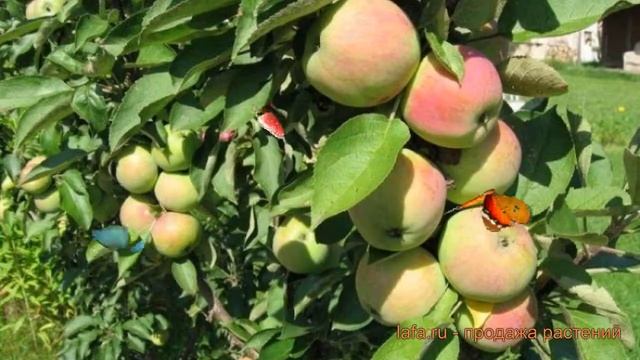 Яблоня колоновидная Каскад (malus) ? яблоня Каскад обзор: как сажать саженцы яблони Каскад смотреть онлайн