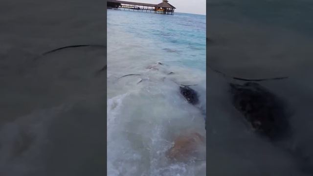 Reethi beach resort, evening entertainment. Maldives. Apr 2018 смотреть онлайн