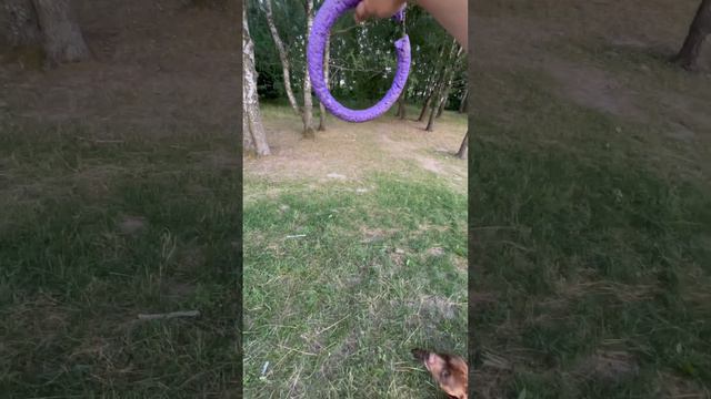 Какой же это классный звук его зубов #питбультор #питбультерьер #pitbull смотреть онлайн