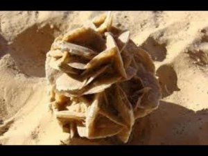 РОЗА ПУСТЫНИ ИЛИ ПУСТЫННАЯ РОЗА. СВОЙСТВА. ГДЕ ВСТРЕЧАЕТСЯ