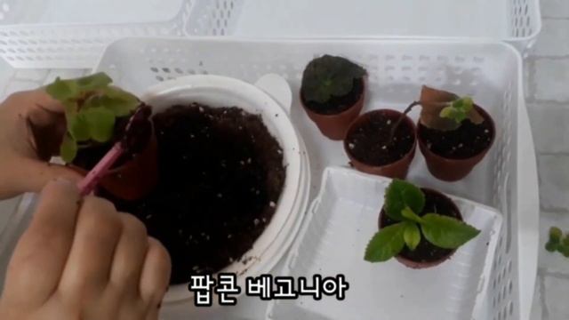 수국.장미허브.팝콘베고니아 라스트러프 잎꽂이 뿌리 화분에 심어주기 смотреть онлайн