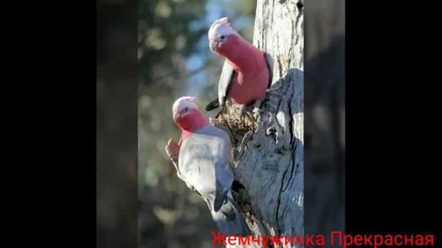 Розовый какаду. смотреть онлайн