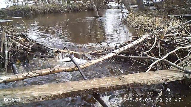 Глухарка 2 06 05 18, р Дудка смотреть онлайн