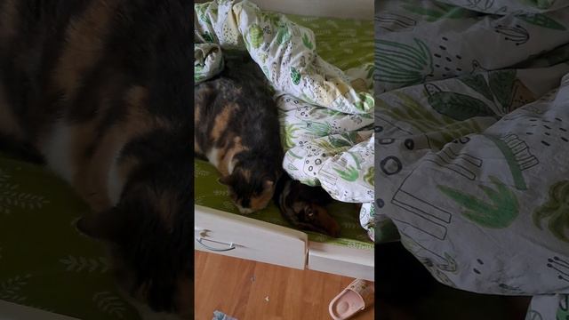 любимки отдыхают🥰 смотреть онлайн