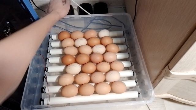 Закладка яиц в инкубатор с AliExpress смотреть онлайн