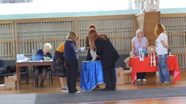 22.10.16. Моно папийон/фален. Сука фален промежуток. смотреть онлайн