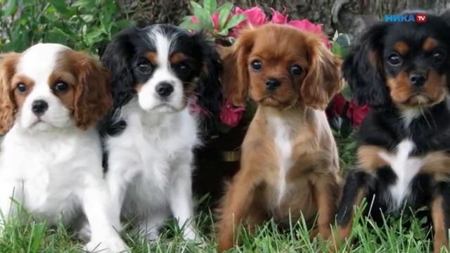 Кавалеры кинг чарльз спаниель смотреть онлайн