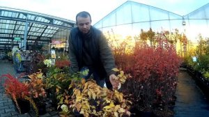 Живая изгородь из кустарника: что именно и как посадить, чтобы росло красиво и без хлопот