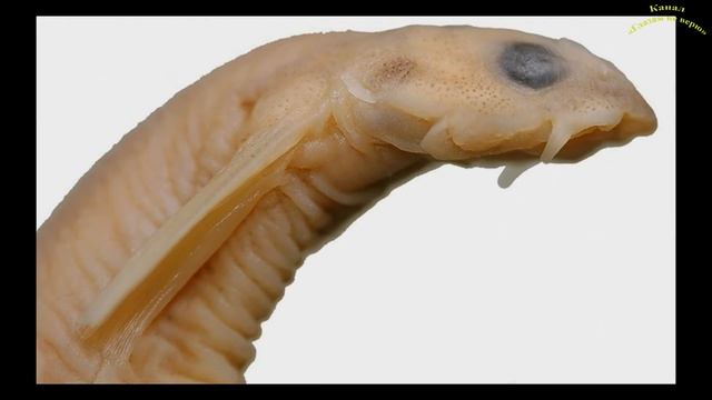 ТОП 10 САМЫХ опасных рыб в мире смотреть онлайн