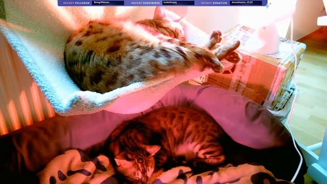 Just my cats sleeping смотреть онлайн