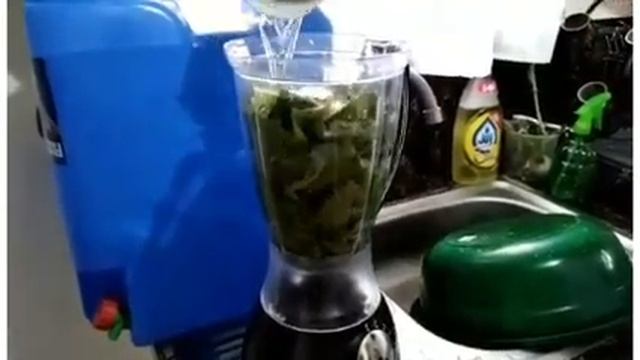 Easiest Way To Make Insecticide/Pesticide Using OREGANO (ORIGANUM VULGARE) Leaves