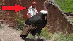 ТОП 10 САМЫХ БОЛЬШИХ ПТИЦ В МИРЕ