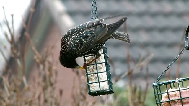 The European Starling - Bird Photography with the Panasonic Lumix FZ100 смотреть онлайн