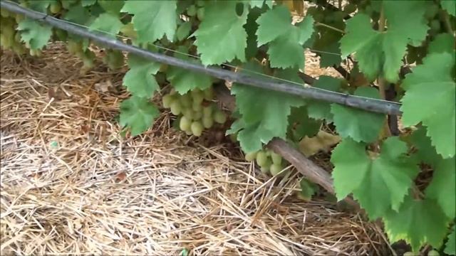 Мускат диёвский смотреть онлайн