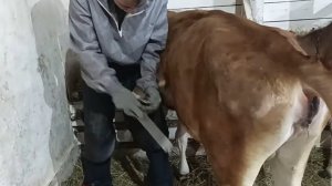 КАК УГОВОРИТЬ КОРОВУ НА СТРИЖКУ КОПЫТ БЕЗ ФИКСАЦИИ