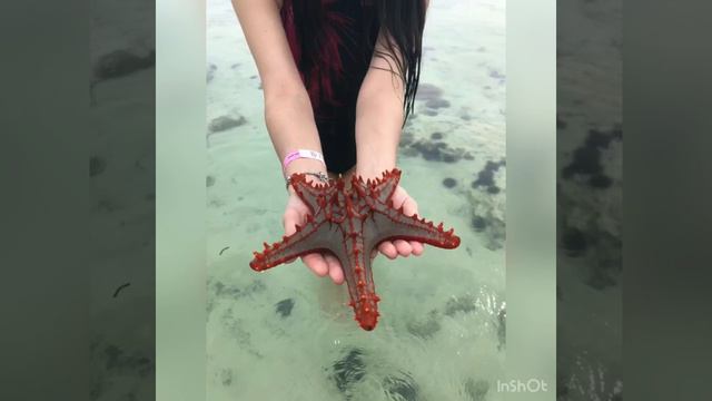 Занзибар 2021. Отель Reef Beach Resort Zanzibar. Джамбиани. смотреть онлайн