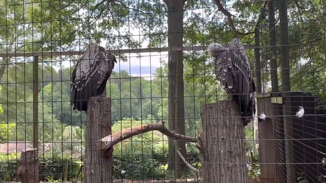 GREENVILLE ZOO. FAMILY BIRDS.RUPPELLS GRIFFON VUULTURE.ЗООПАРК. СЕМЬЯ ПТИЦ. смотреть онлайн