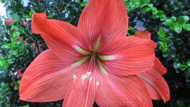 Terra Cotta Baby Amaryllis Hippeastrum смотреть онлайн