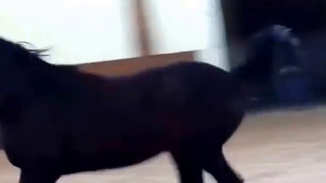 Самые дорогие лошади на планете смотреть онлайн