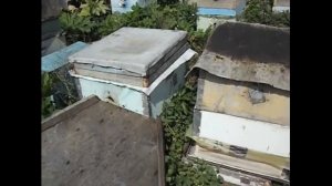 как работает на мед июньский отводок на плодную матку, сделанный от роевой семьи