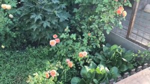 Обзор розы Леди Эмма Гамильтон в моем саду. Lady Emma Hamilton.