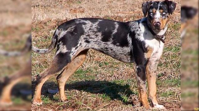 СИЛЬНЕЕ ВОЛКА И СОБАКИ - ЛЕОПАРДОВАЯ СОБАКА Катахулы смотреть онлайн