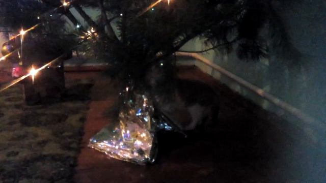 Мой кот первый раз встречает новый год смотреть онлайн