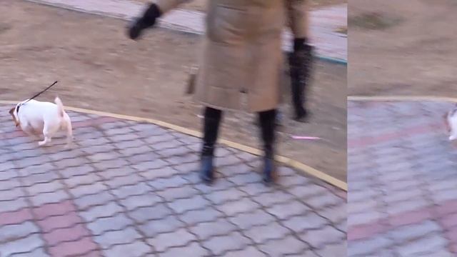 Щенок чихуахуа против той-терьера смотреть онлайн
