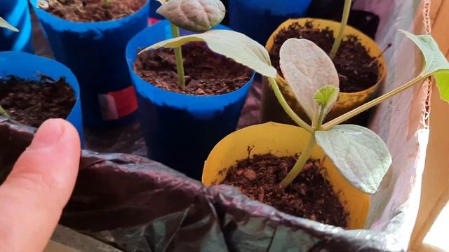 Что стало с теми странными 2 в 1 семени ростками арбуза? Огурчики, дыньки, кабачки и тыквы, обзор. смотреть онлайн