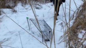Образ Собакевича в романе Гоголя Мертвые души