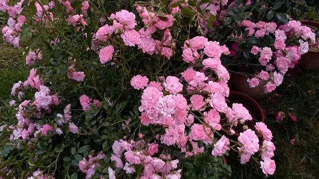 Роза Фейри - настоящее чудо / Rose The Fairy - a real miracle смотреть онлайн