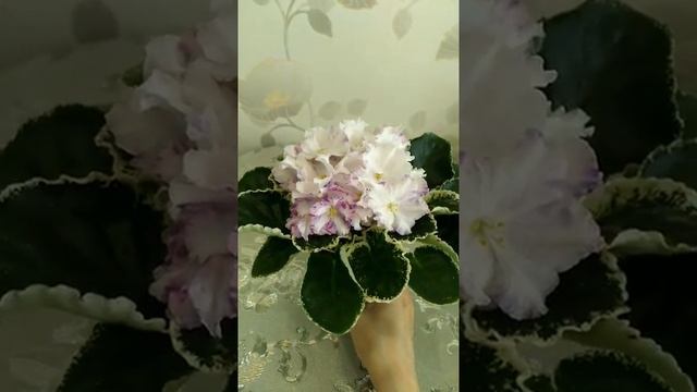 Фиалка ЛЕ-Сюрприз зимы смотреть онлайн